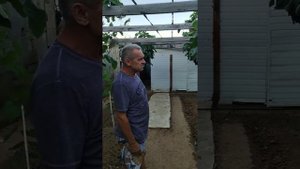 Владимир Гундерин обзор на виноград сорт "Мариновский" 24 августа 2022 г.