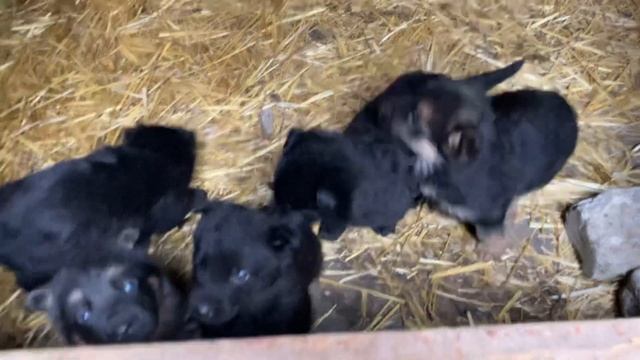 Щенки немецкой овчарки, чёрная Мама и папа чепрачный #щенкинемецкойовчарки #щенки #немецкаяовчарка