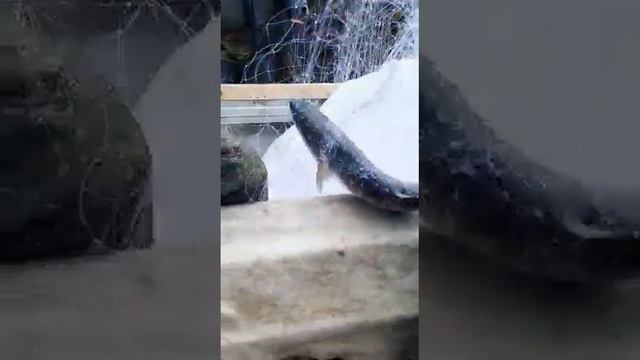 Рыбалка на красную рыбу . Все легально. смотреть онлайн