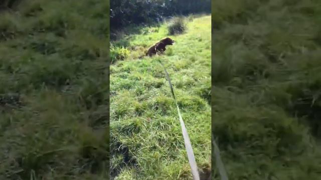 Sharpei ready for the Weekend смотреть онлайн