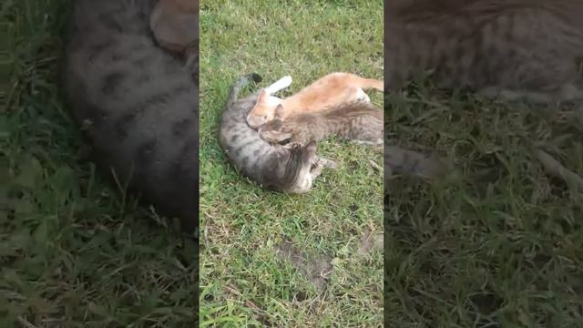 karmienie małych kotków смотреть онлайн