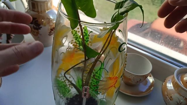 комнатные растения НОВИНКА смотреть онлайн