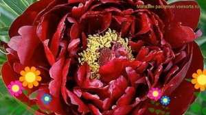 Пион молочноцветковый Питер Бранд. Краткий обзор, описание paeonia lactiflora Peter Brand