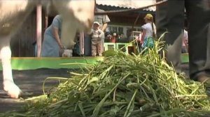 Козы в цирке