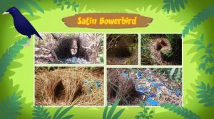 Australian Animals Minisode Compilation - Leo the Wildlife Ranger | Animation | For Kids