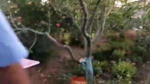 Изготовление вина в домашних условиях из винограда ГИС 1-31