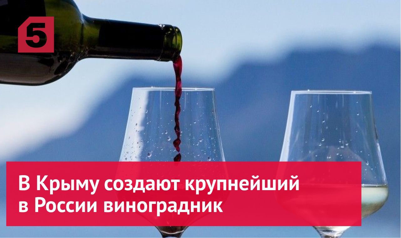 В Крыму создают крупнейший в России виноградник на десять тысяч гектаров