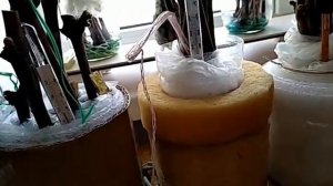 Попытка выяснить оптимальную/максимальную температуру черенкования и пара слов о кильчеваторе