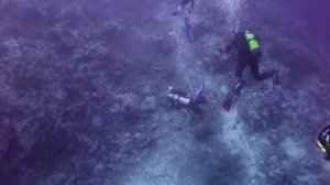 Встреча с акулой Longimanus в Красном Море