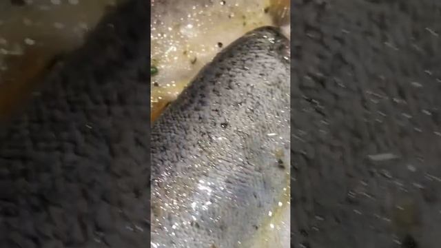 Форель на угольном гриле, сочно ??????? #кулинария #еда #grill #отдых #рецепты #гриль смотреть онлайн