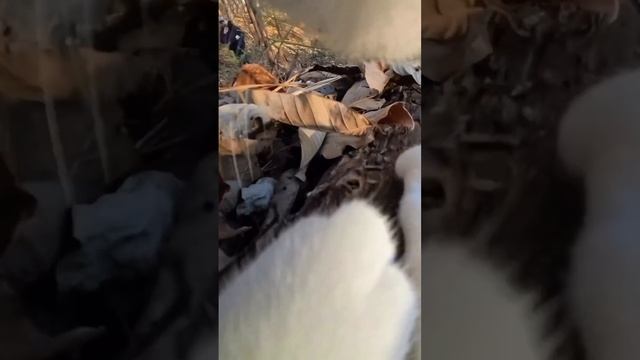 ДомашниеПитомцы и СмешныеВидео