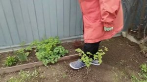 Калина красная... А розы цвета разного...