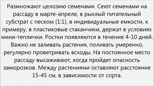 Целозия уход смотреть онлайн