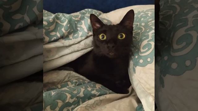 Спокойная кошачья ночь. смотреть онлайн