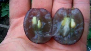 Виноград "Подарок Несветая"