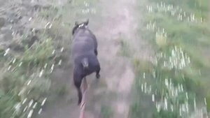 Английский Стаффордширский Бультерьер Дууча