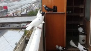 Голуби на балконе.