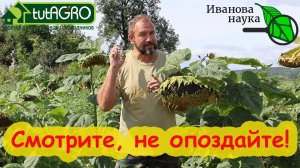 ОБЕЗЗАРАЖИВАНИЕ ПОЧВЫ ОТ БОЛЕЗНЕЙ И КЛЕЩЕЙ БЕЗ ПРЕПАРАТОВ и ХИМИИ. Простой способ, доступный всем.