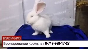 Разведение кроликов породы Бельгийский великан (Фландр)