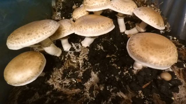 Наскільки виростає гриб за добу??? Таймлапс , Timelapse Как быстро растут грибы??? смотреть онлайн
