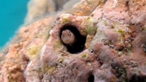 Рыба-собачка в конуре