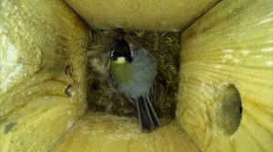 Большая синица ложится спать ( Parus major )