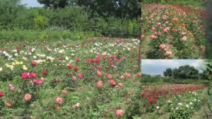 Енакиевский питомник им. М. Л. Флома Донецкой области