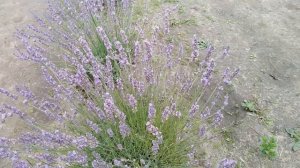 лавандовое поле в Нижегородской области