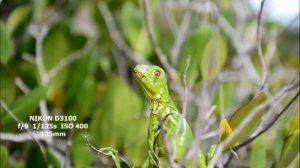 Nikon D3100 vs Nikon D80