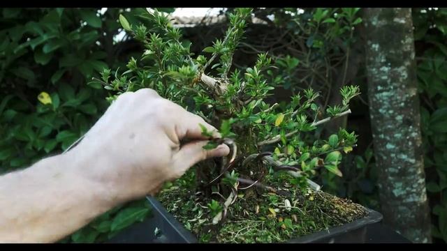 LONICERA NITIDA SHOHÏN EN BONSAÏ - Tutoriel n°2 - ?NEJIKAN BONSAI ? смотреть онлайн