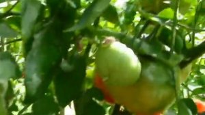 Обзор теплицы собственного проекта "по Митлайдеру". Плюсы и минусы.  Арсентьева Анна