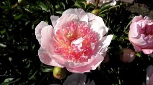 Жемчужная Россыпь  пион с японской  формой  цветка