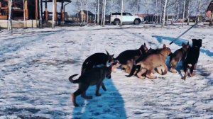 Щенки немецкой овчарки - помет "Б" 2,5 месяца (Туадаш Золотой и Туадаш София) январь 2023