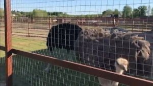 ОБНИНСК: ПАРК ПТИЦ "ВОРОБЬИ", МУЗЕЙ МУСОРА, ГОСТИНИЦА "ЮБИЛЕЙНАЯ"