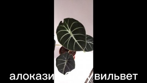 немного цветов #цветы #комнатныецветы