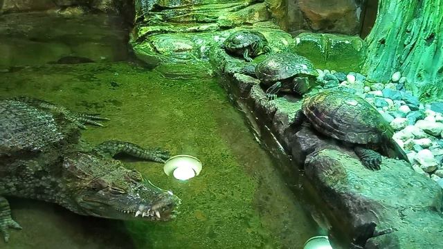 12 августа 2023 года. Калининградский зоопарк. смотреть онлайн