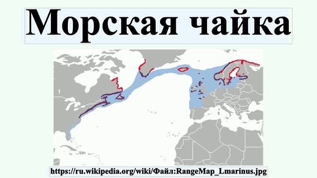 Морская чайка