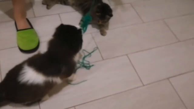 Толстые хомяки опять ленятся играть. смотреть онлайн