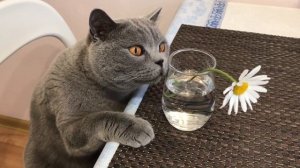 БРИТАНСКИЙ КОТ 7 месяцев & 4 года / British Cat Harry