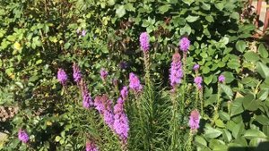 Супер компаньон для роз. Рекомендую! Лиатрис колосковый