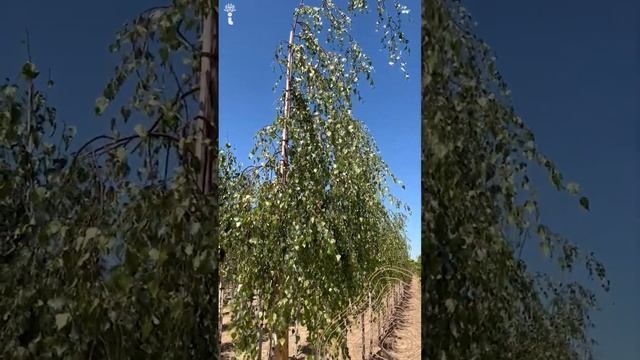 Unten veredelte Trauerbirke | Betula pendula 'Youngii'