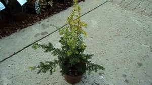 Taxus baccata Dovastonii Aurea