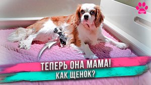 Материнский инстинкт у собаки включился только через 30 часов!