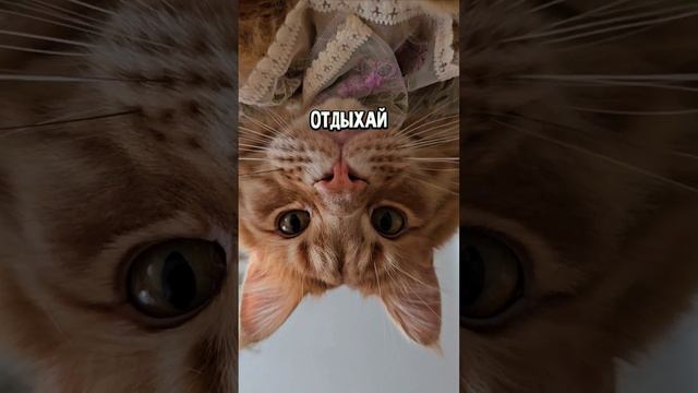 С 1 мая #животные #котики #1мая