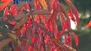 Зелёный участок  Бересклет