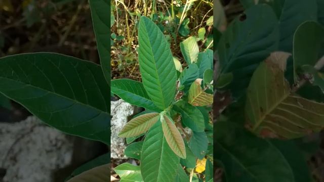 Common Guava Tree | Psidium guajava #guava #botany #garden #plantcollections #plants #growingfood