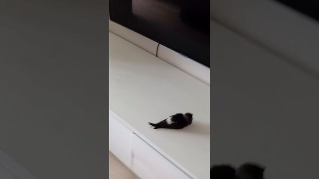 стриж смотреть онлайн