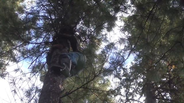 Кедровый орех. Цена. смотреть онлайн