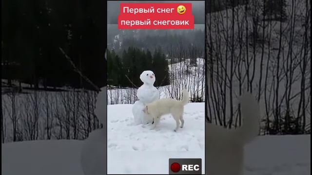 САМЫЕ КРУТЫЕ ПЕРЦЫ ЭТО КОТЫ 😂/ СМОТРЕТЬ БЕСПЛАТНО ПРИКОЛЫ ПРО ЖИВОТНЫХ 😺😺😺 смотреть онлайн