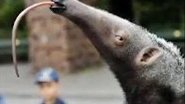 У каких животных имеются сумки? смотреть онлайн